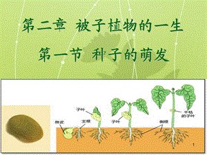 种子的萌发课件.ppt