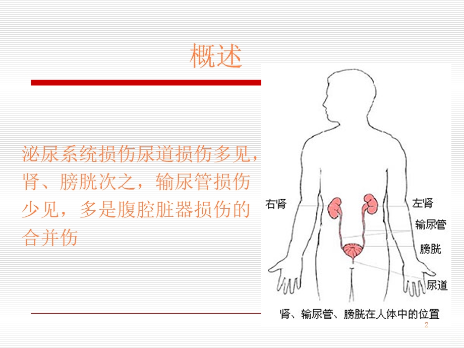 泌尿系损伤的护理课件.ppt_第2页