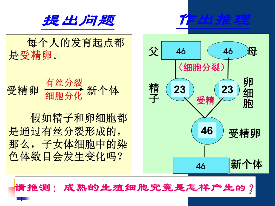 减数分裂全动画课件.ppt_第2页