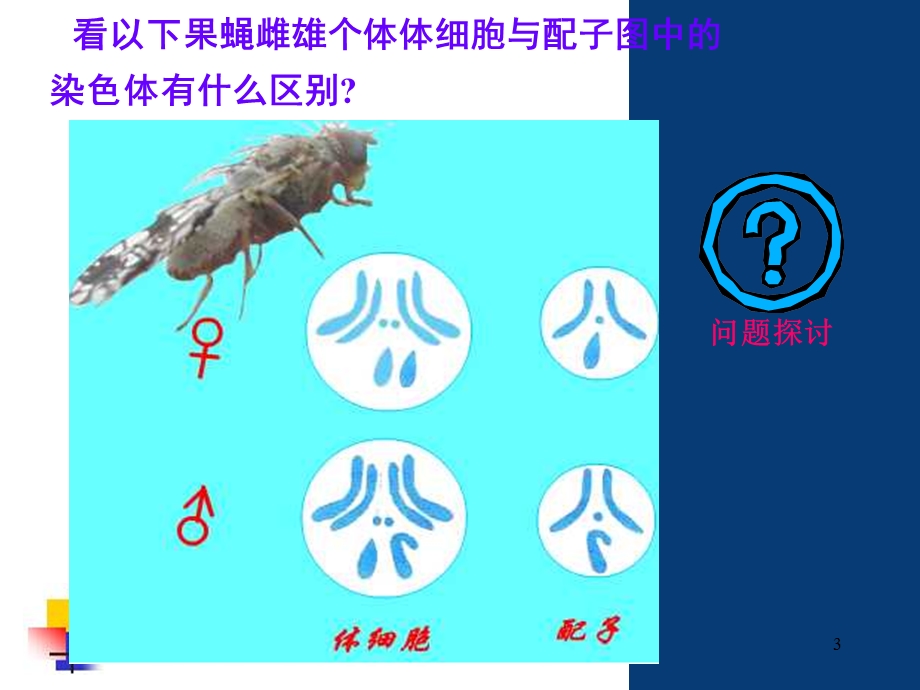 减数分裂全动画课件.ppt_第3页