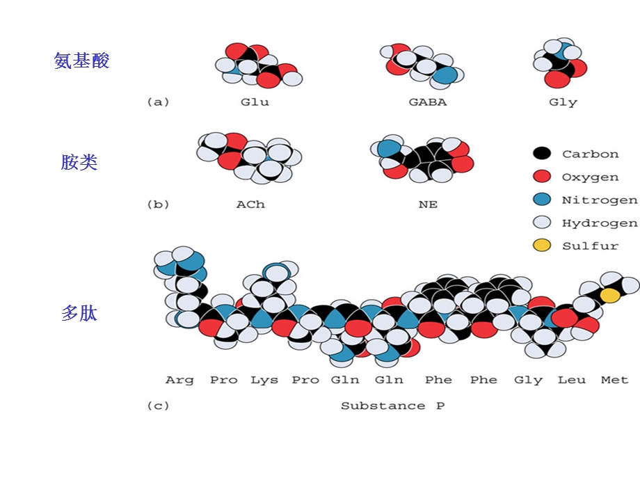 神经生物学氨基酸类神经递质课件.ppt_第2页