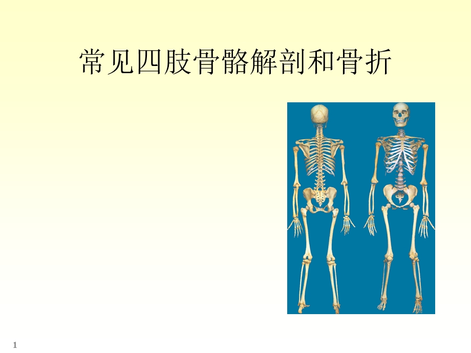 四肢骨骼解剖和骨折课件.ppt_第1页