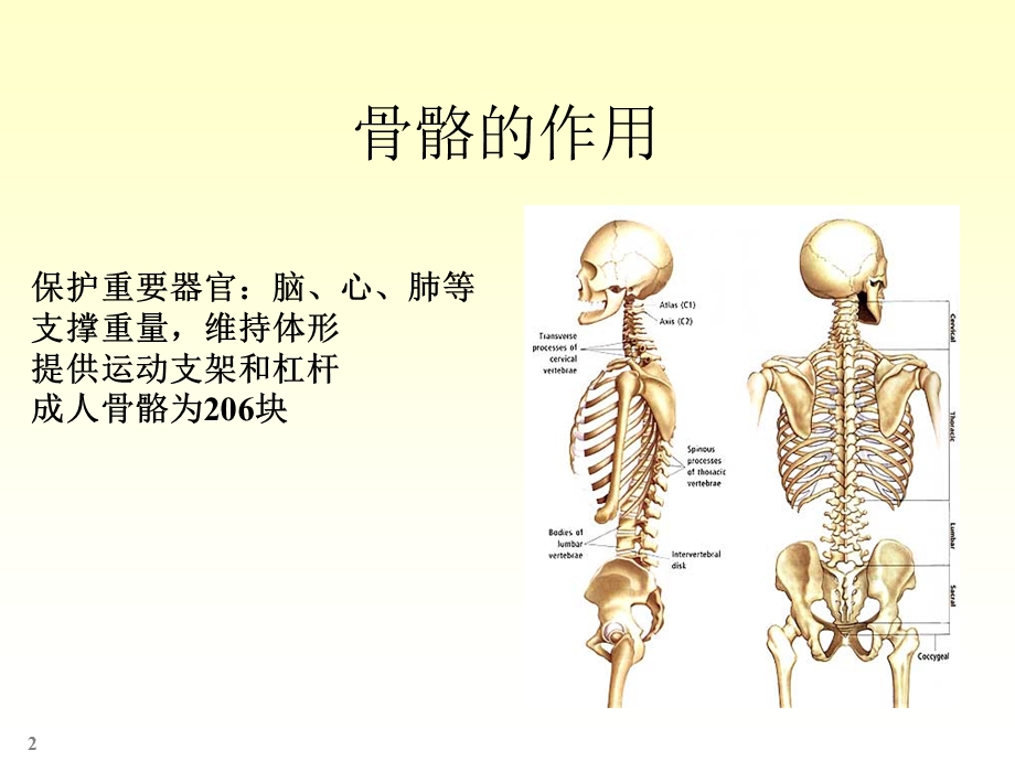 四肢骨骼解剖和骨折课件.ppt_第2页