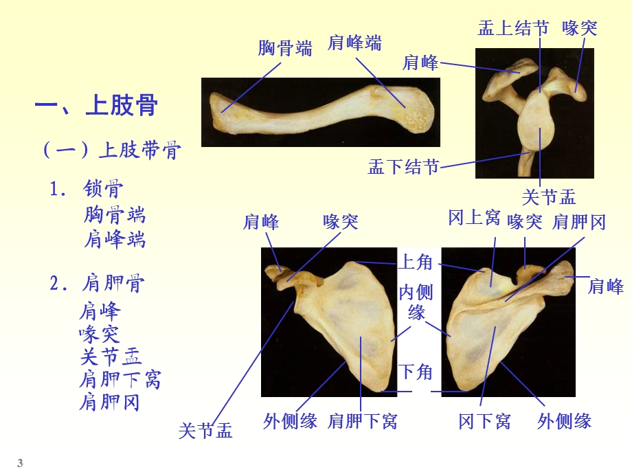 四肢骨骼解剖和骨折课件.ppt_第3页