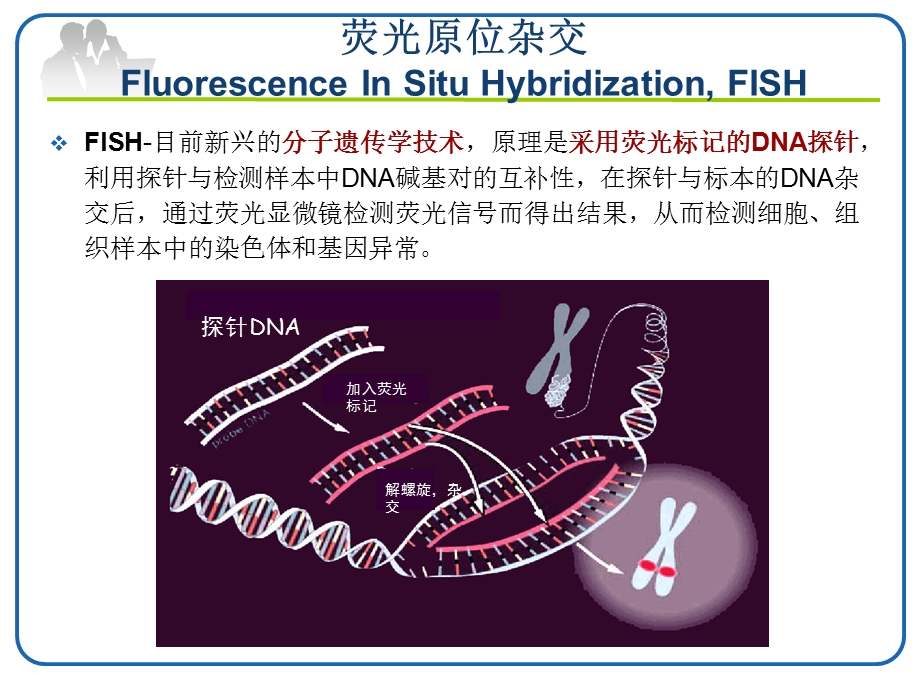 FISH技术在血液肿瘤中的应用主题讲座ppt课件.ppt_第1页