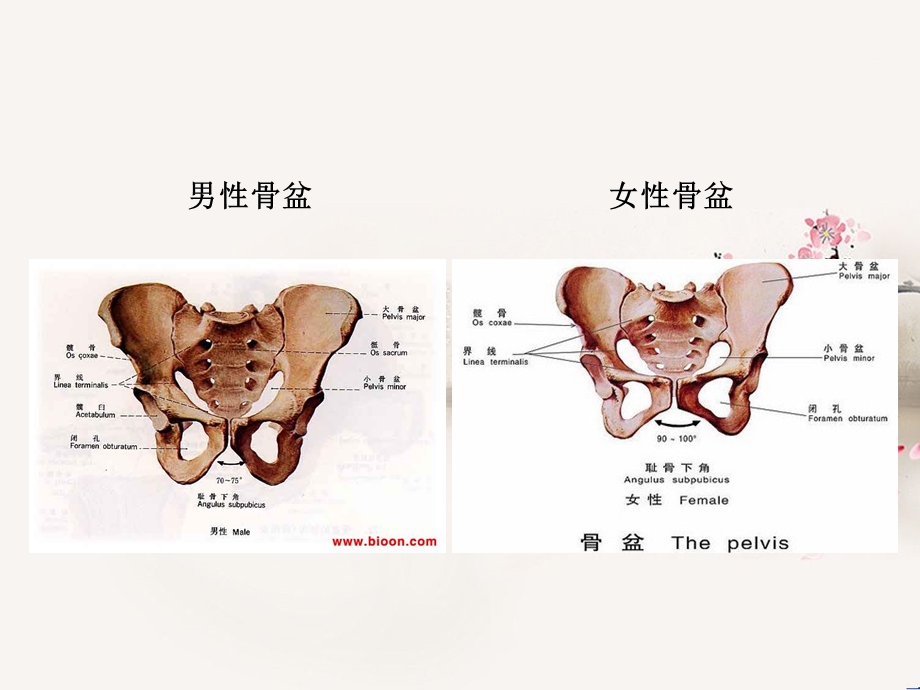 骨盆骨折护理常规ppt课件.pptx_第3页