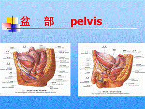 骨盆部 局部解剖ppt课件.ppt