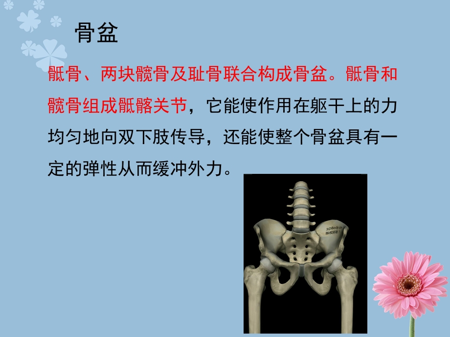 骨科检查与评估第十章—骨盆ppt课件.ppt_第2页