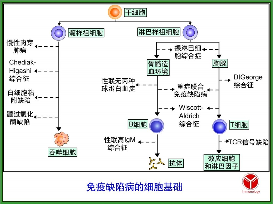 免疫缺陷病及检验课件.ppt_第3页