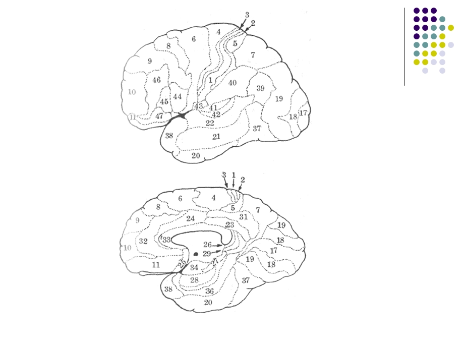 第四节大脑顶叶的解剖生理与临床病理学课件.ppt_第3页