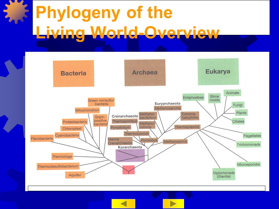 第十章微生物分类鉴定和菌种保藏课件.ppt_第3页