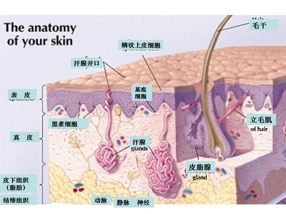 皮肤组织解剖学医学课件.ppt_第3页