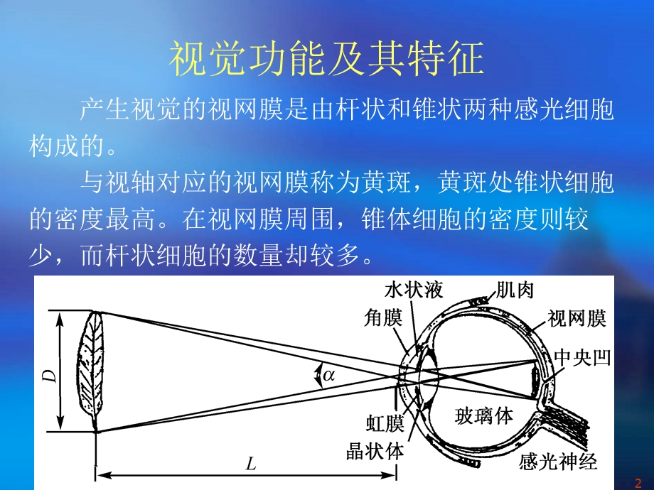 人体工程学与视觉传达设计课件.ppt_第2页