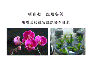 植物组织培养项目七蝴蝶兰的组培技术课件.ppt