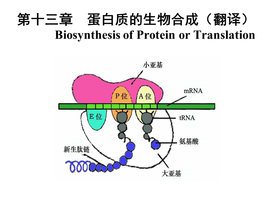 生物化学 蛋白质的生物合成课件.ppt_第1页