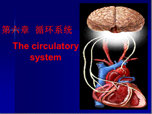 人体解剖生理学第六章循环系统课件.ppt