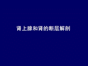 肾上腺和肾的断层解剖 腹部断层解剖学人体断层解剖课件.ppt