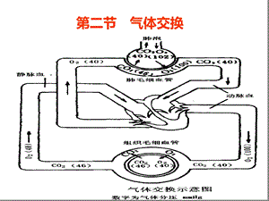 人体解剖生理学ppt课件 第五章呼吸 第二节气体交换.ppt