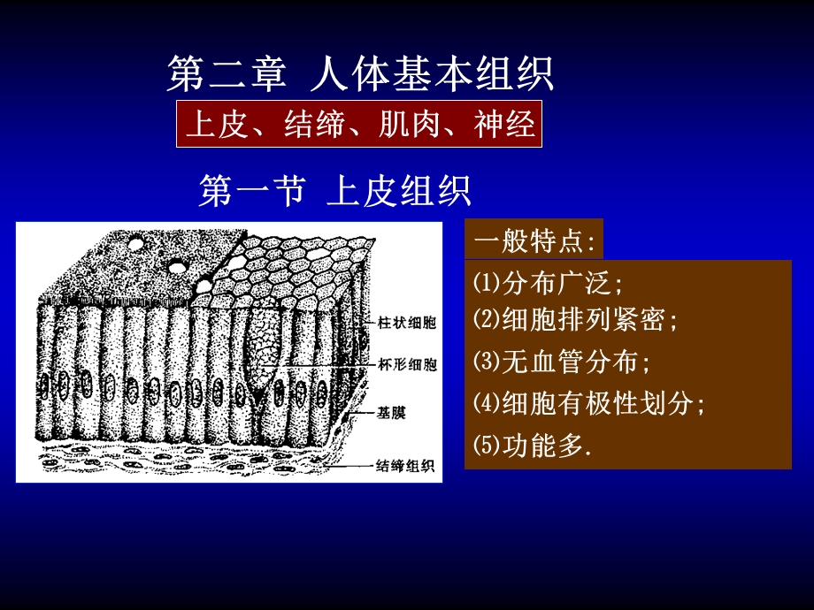 人体基本组织课件.ppt_第1页