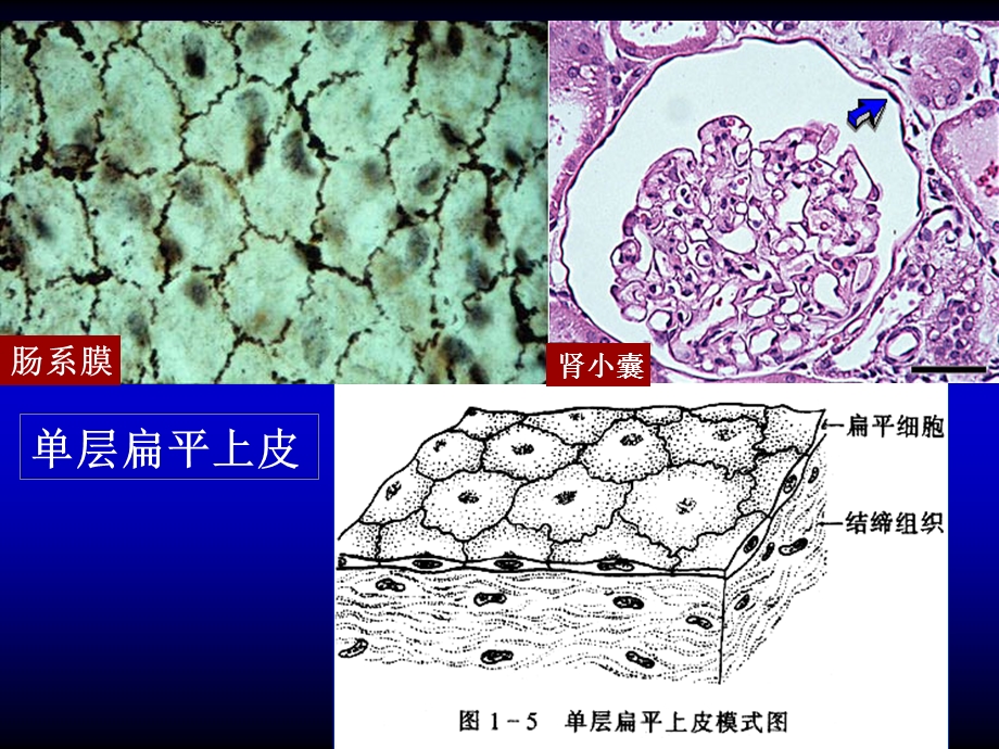 人体基本组织课件.ppt_第3页