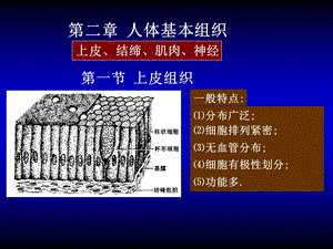 人体基本组织课件.ppt