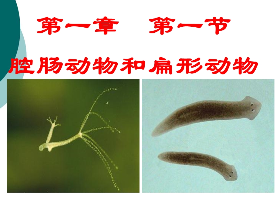 人教版八年级生物上册《腔肠动物和扁形动物》ppt课件.ppt_第1页