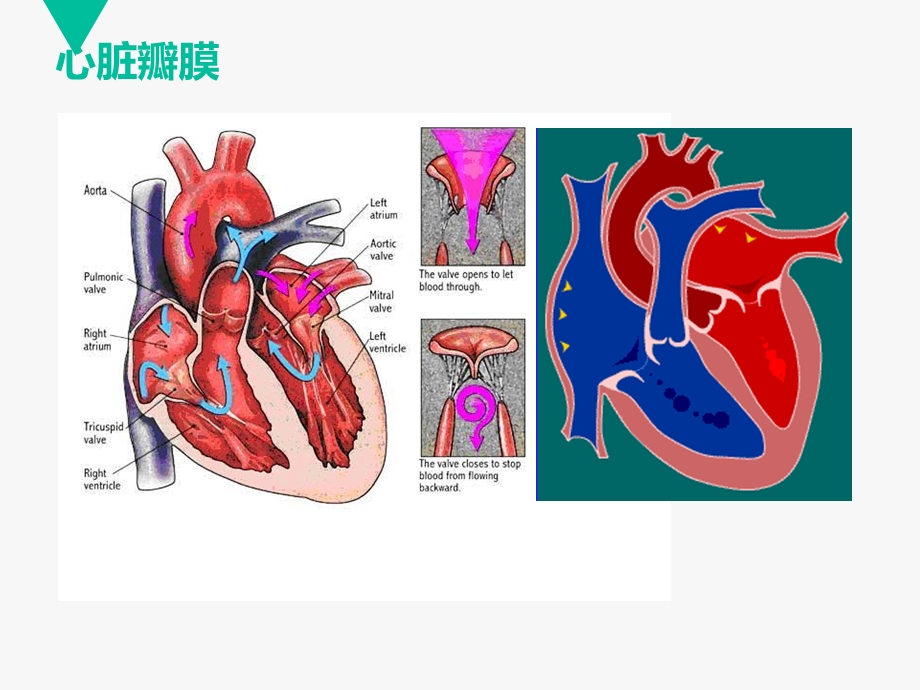 心脏瓣膜病课件.ppt_第2页