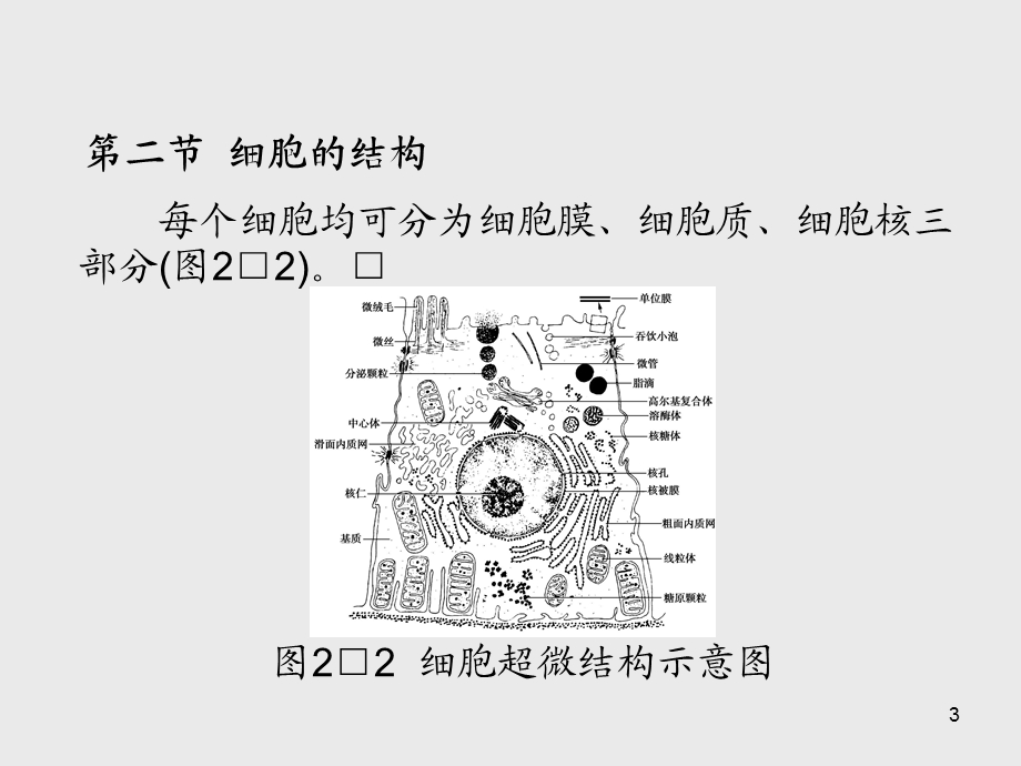 解剖学基础第2章 细胞课件.ppt_第3页