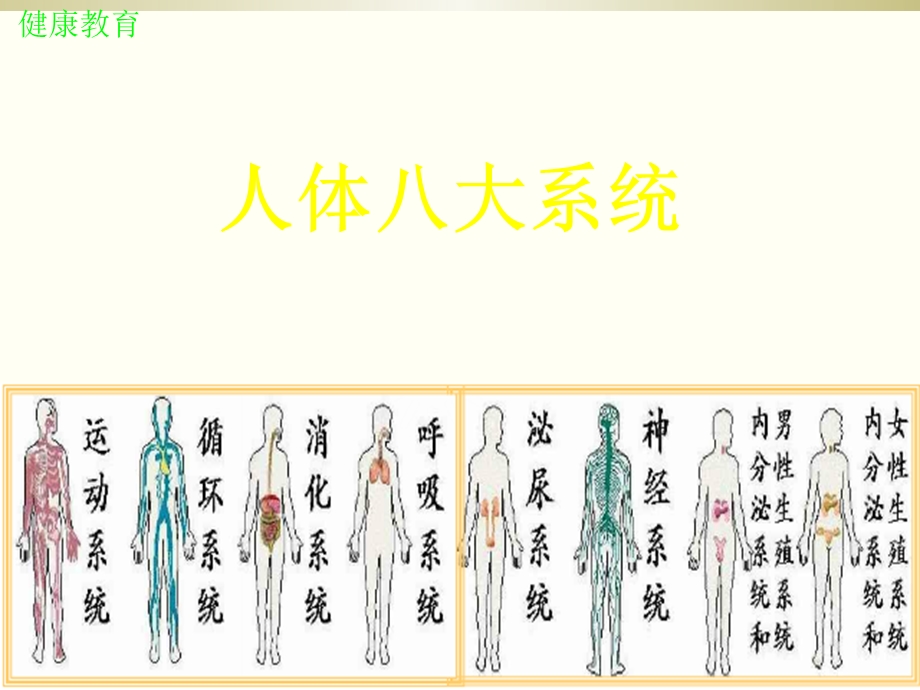 人体八大系统完整版本课件.ppt_第2页