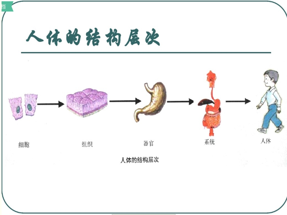 人体八大系统完整版本课件.ppt_第3页