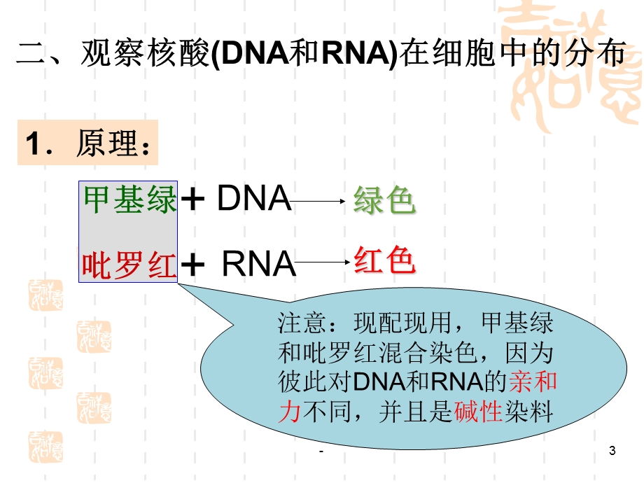 遗传信息的携带者 核酸课件.ppt_第3页