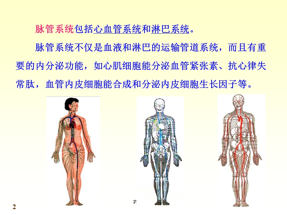 人体解剖学心血管系统课件.ppt_第2页