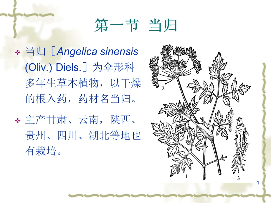 [药用植物栽培学]当归栽培技术课件.ppt_第1页