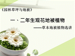 一二年生观花地被植物课件.ppt