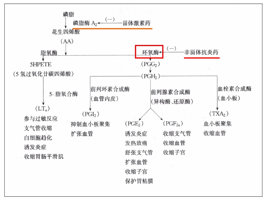 《解热镇痛抗炎药》课件.ppt_第3页