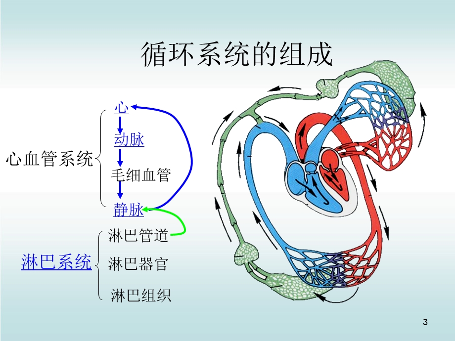 人体解剖生理循环系统课件.ppt_第3页