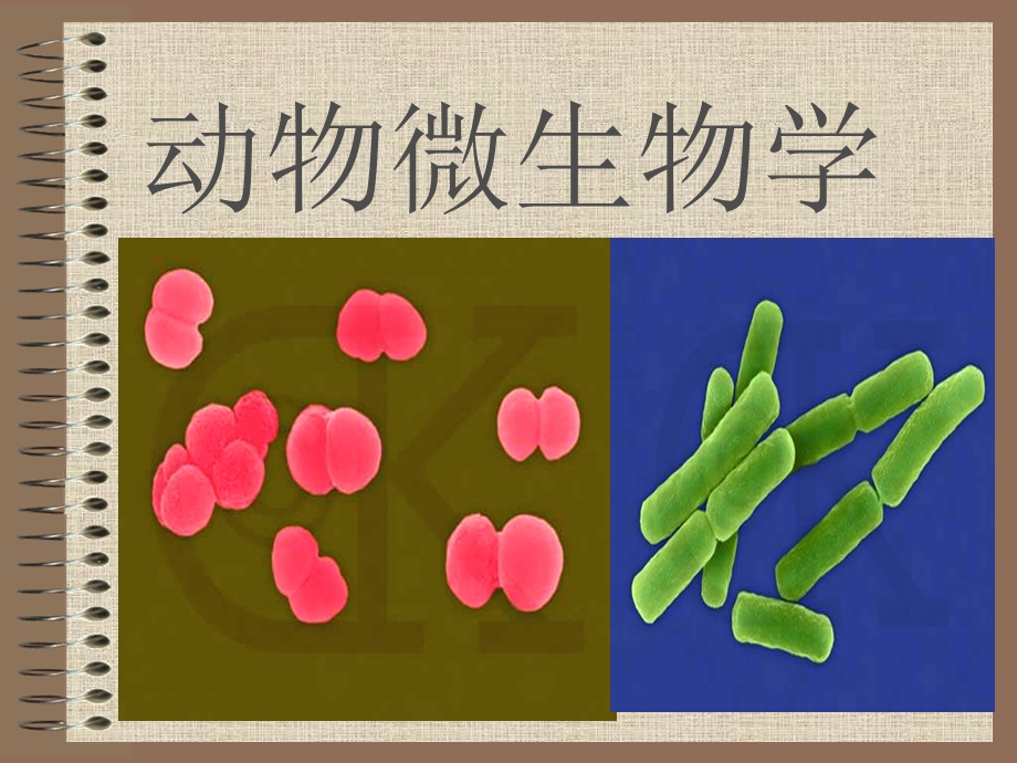 动物微生物学全套ppt课件.ppt_第1页