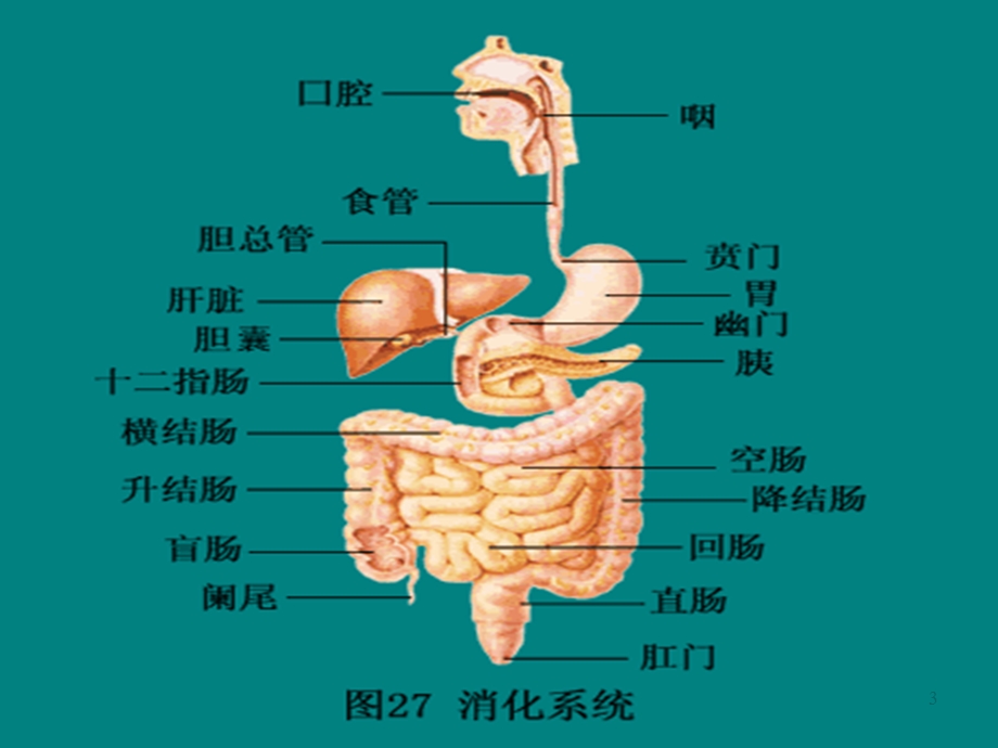 上消化道出血解析课件.ppt_第3页