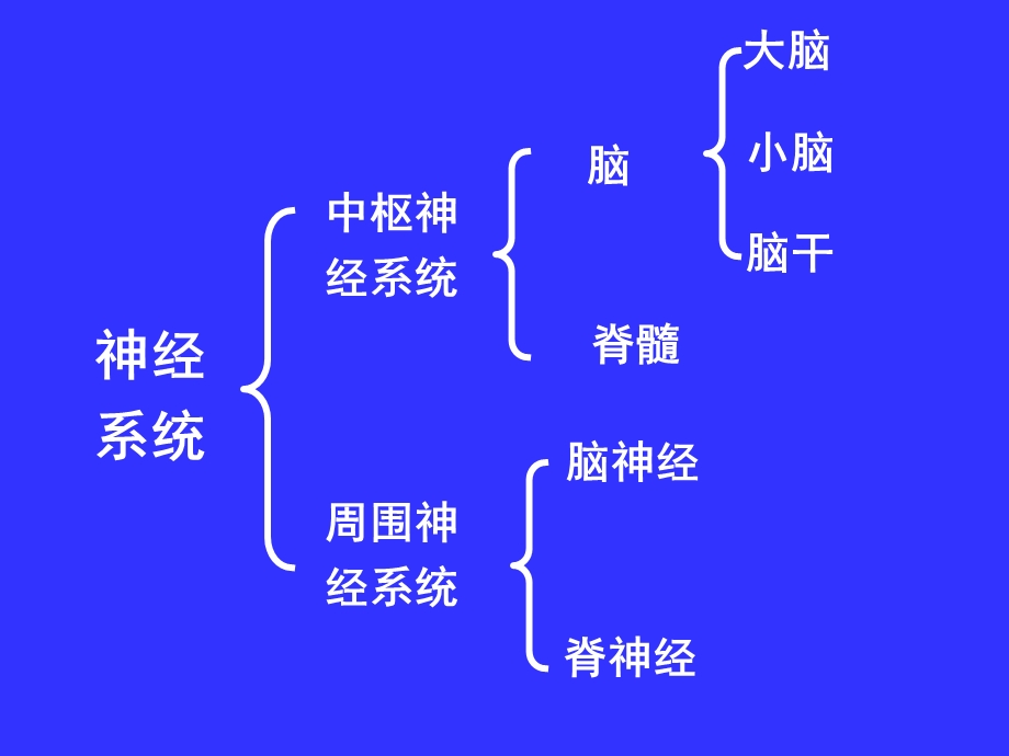 中枢神经系统(系统解剖学)课件.ppt_第2页