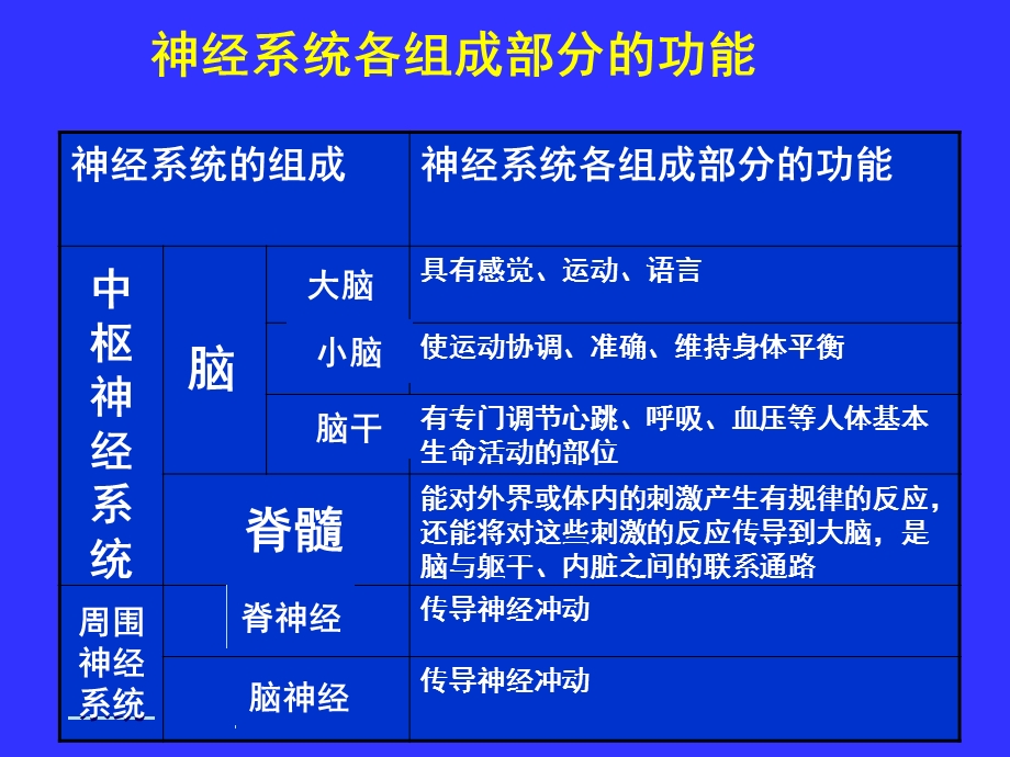 中枢神经系统(系统解剖学)课件.ppt_第3页