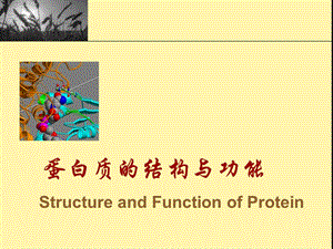 生物化学 蛋白质结构及功能 ppt课件.ppt