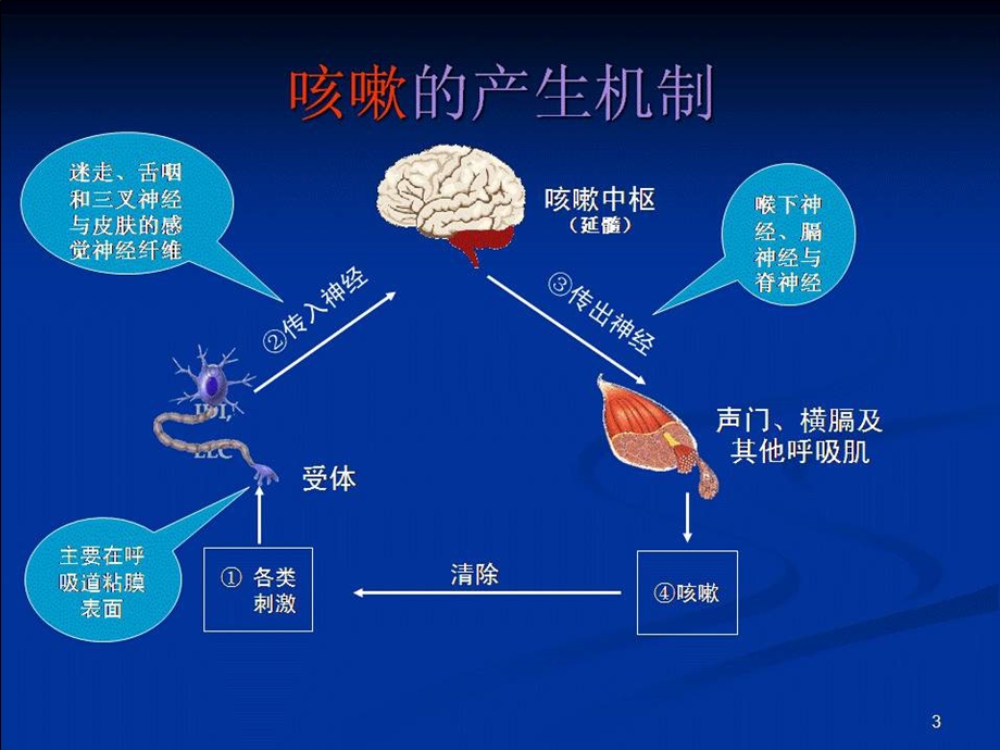 临床诊断学咳嗽咳痰课件.ppt_第3页