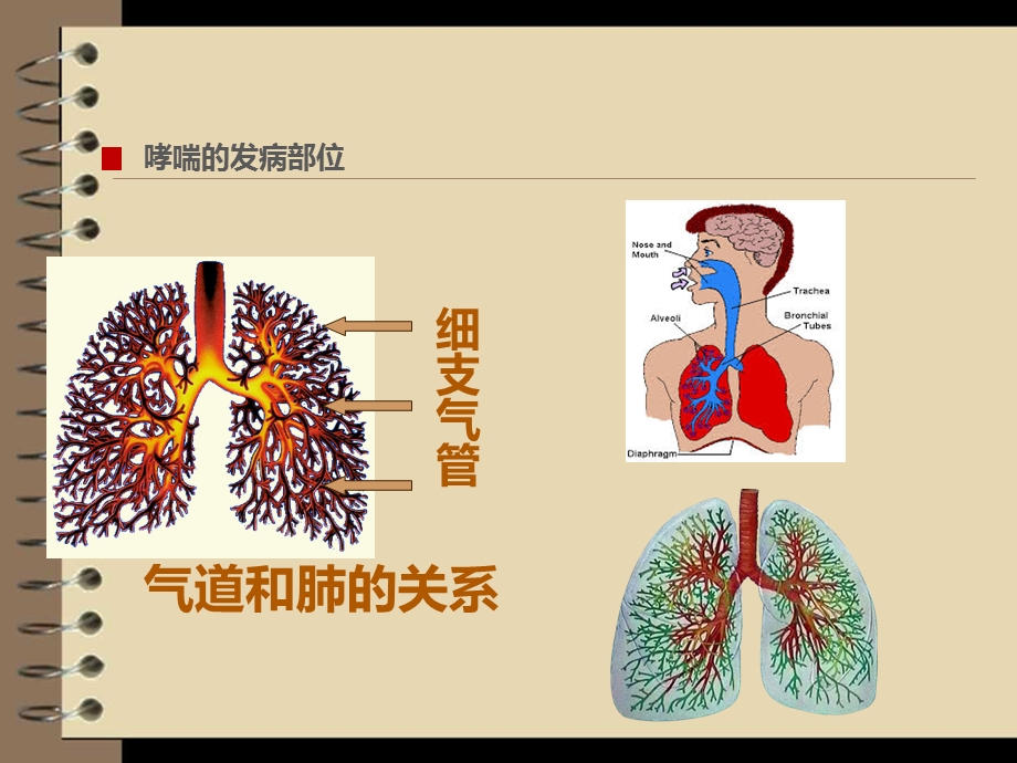 儿童哮喘防治ppt课件.ppt_第3页