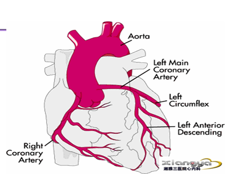 中西医冠心病心绞痛医学ppt课件.ppt_第2页