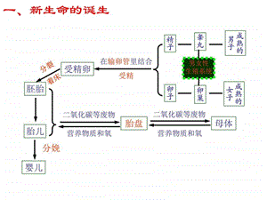 代代相传的生命复习课件.ppt