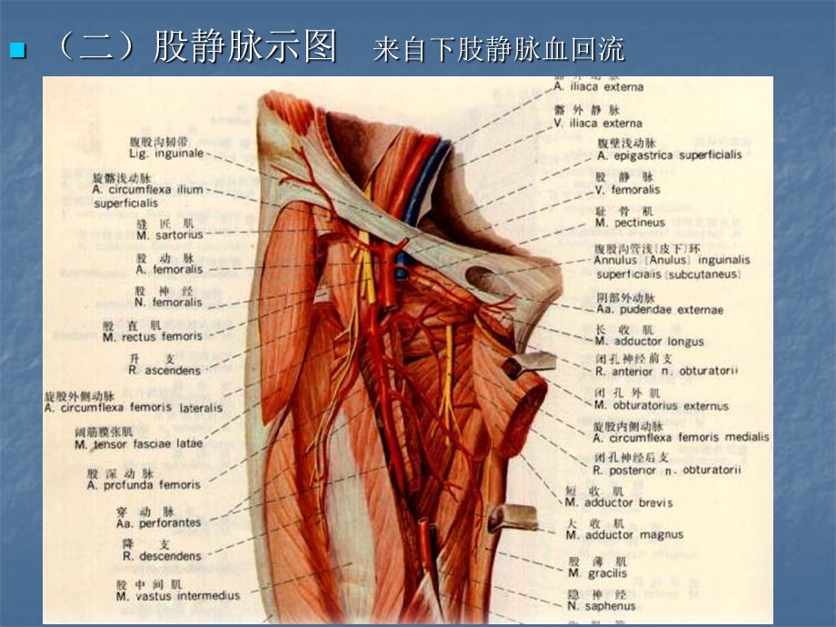 中心静脉穿刺置管详解课件.ppt_第3页