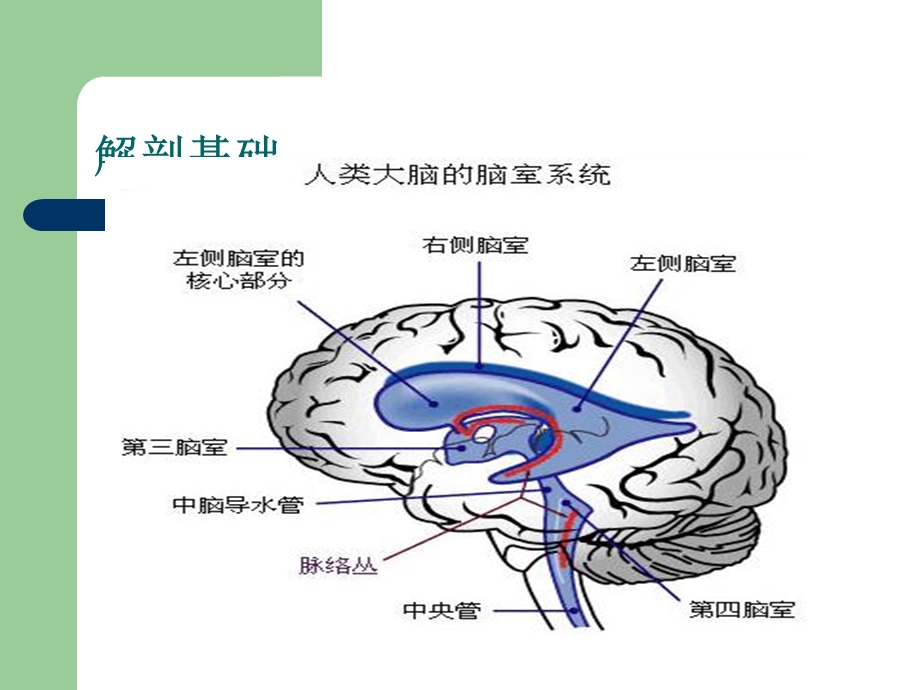 侧脑室穿刺术及脑脊液引流课件.ppt_第3页