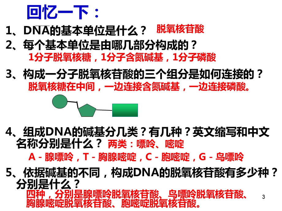 DNA分子的结构计算全部课件.ppt_第3页