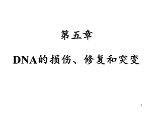 DNA的损伤修复及突变课件.ppt