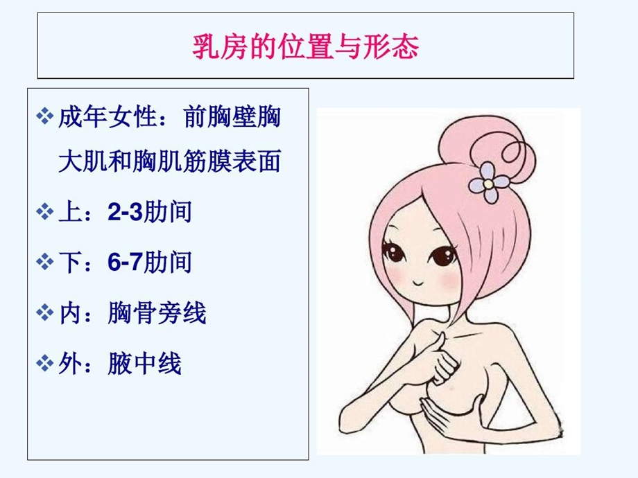 乳房及腋窝解剖课件.ppt_第3页